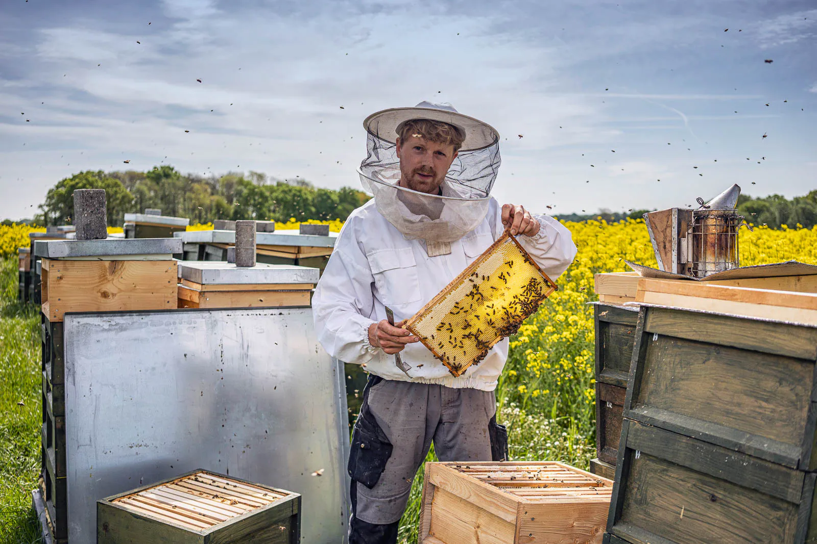 Imker im Schutzanzug hält eine bienenbesetzte Honigwabe zwischen Bienenkästen am blühenden Rapsfeld bei Tageslicht.