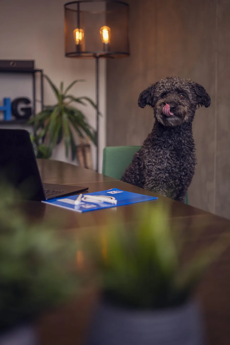 Schwarzer, lockiger Hund sitzt am Bürotisch neben einem Laptop, im Hintergrund eine warm leuchtende Stehlampe.