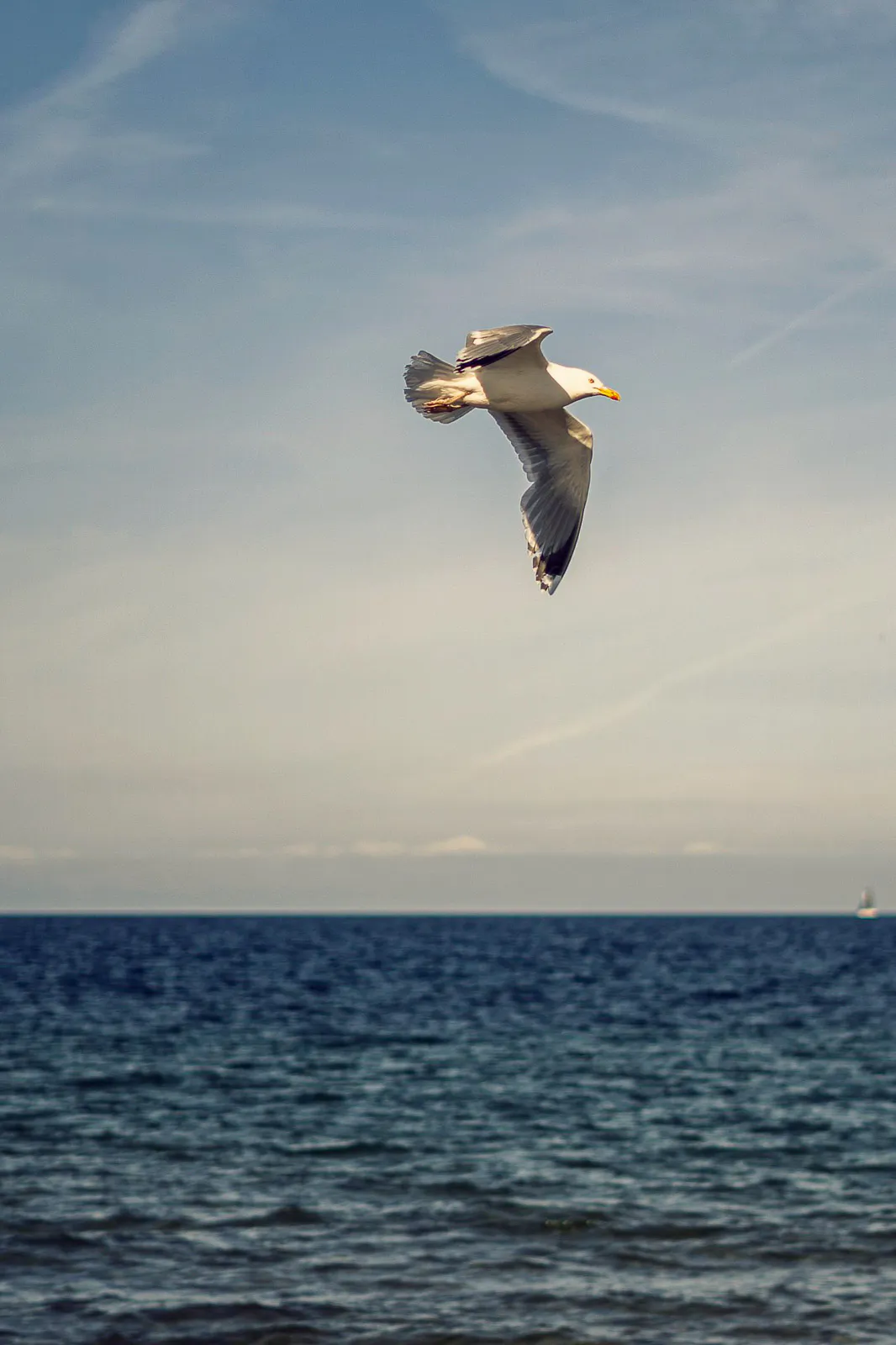Eine Möwe fliegt im Sonnenlicht über das blaue Meer, am Horizont ist ein kleines Segelboot zu sehen.