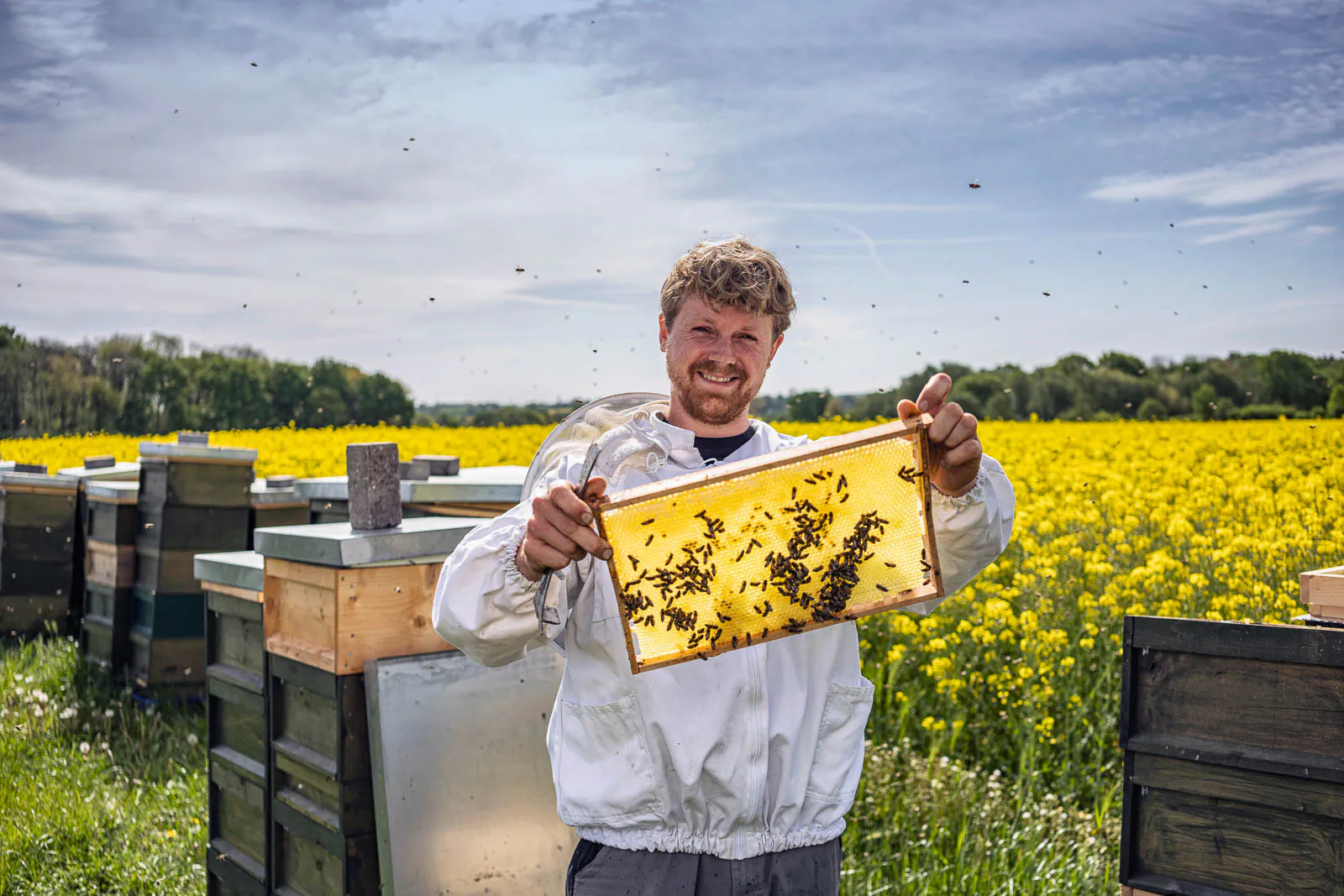 Imker hält eine Wabe mit Bienen neben Bienenstöcken vor einem gelben Rapsfeld im Sonnenlicht.