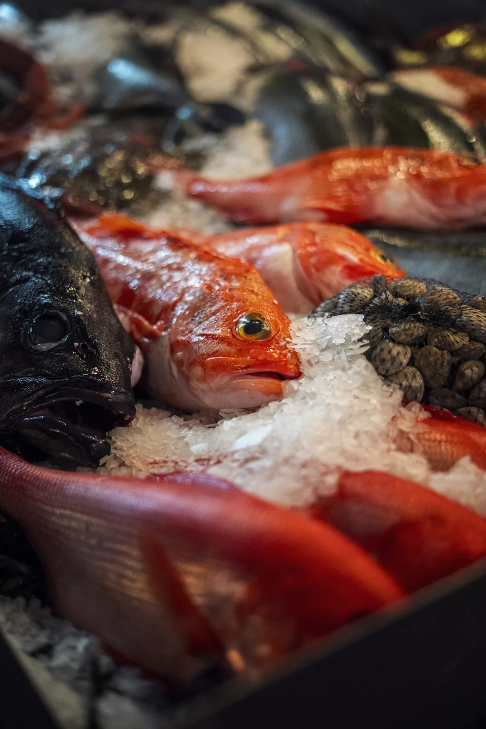 Rote und dunkle Fische liegen auf zerstoßenem Eis in einer Auslage, daneben Muscheln.