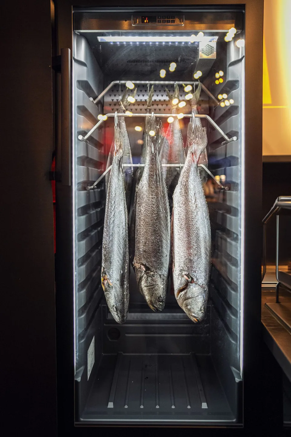 Drei ganze Fische hängen kopfüber in einem beleuchteten Reifeschrank mit Glastür.