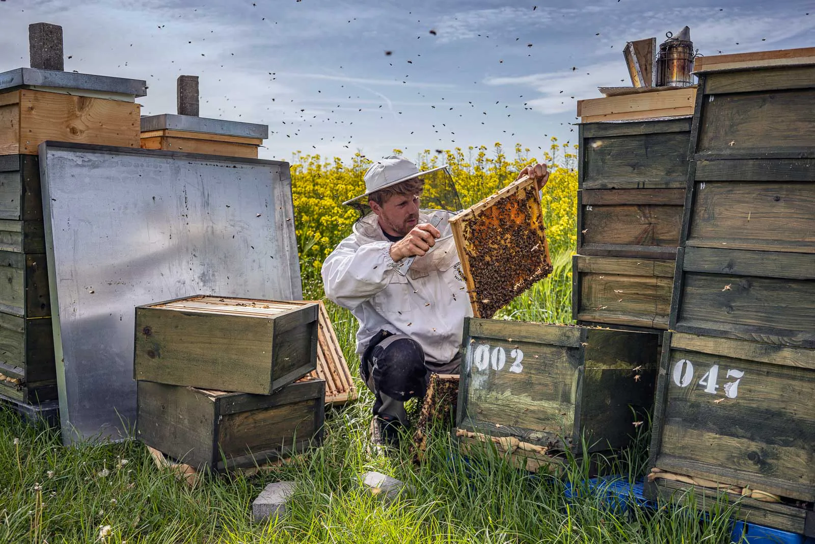 Imker im weißen Schutzanzug prüft eine bienenbesetzte Wabe zwischen hölzernen Bienenstöcken am blühenden Rapsfeld.
