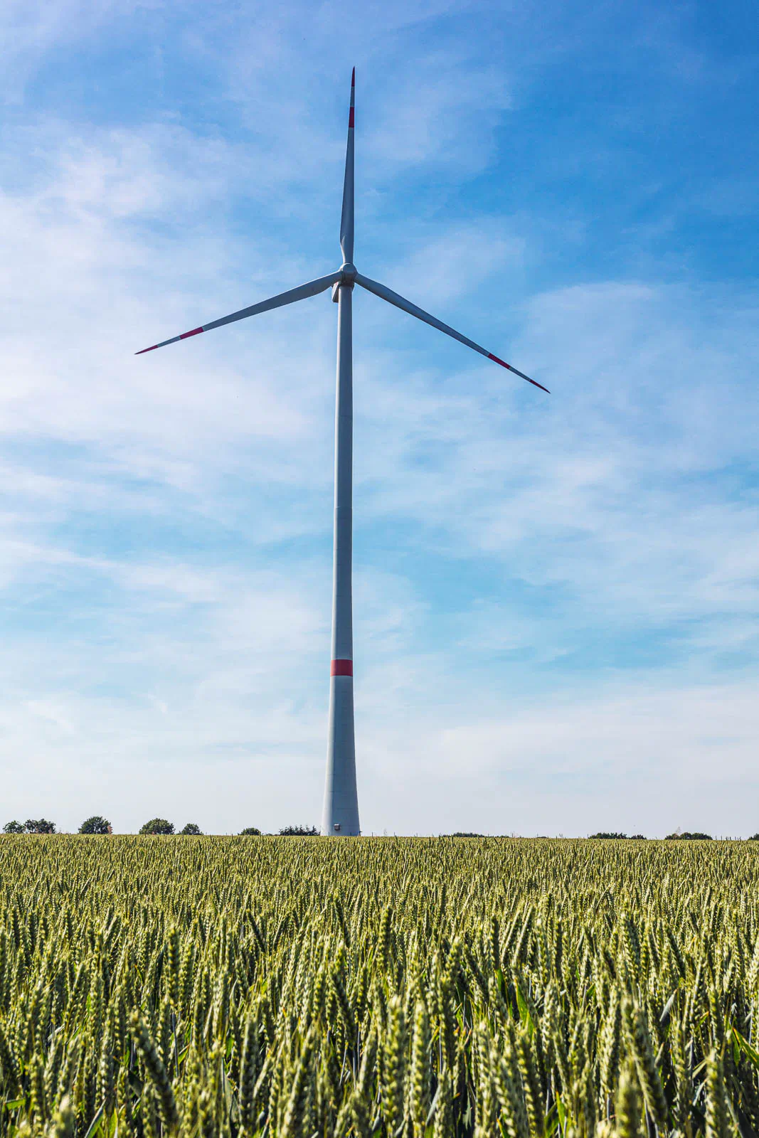 Windrad mit rot markierten Rotorblättern in einem grünen Getreidefeld unter blauem, leicht bewölktem Himmel.