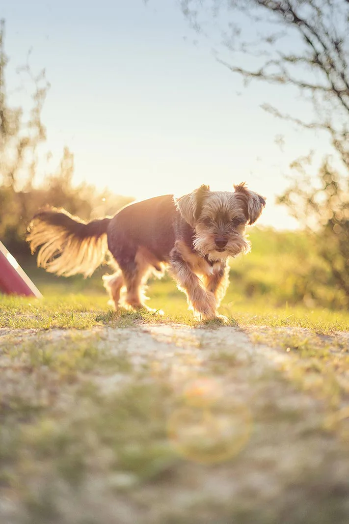 Kleiner Hund läuft im warmen Gegenlicht der tief stehenden Sonne über einen grasbewachsenen Weg zwischen Bäumen.