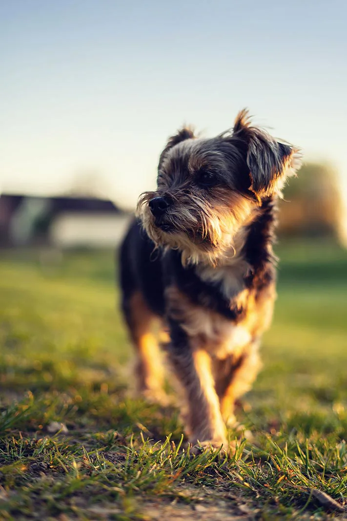 Kleiner, struppiger Hund läuft im warmen Abendlicht über eine Wiese, unscharfe Gebäude im Hintergrund.