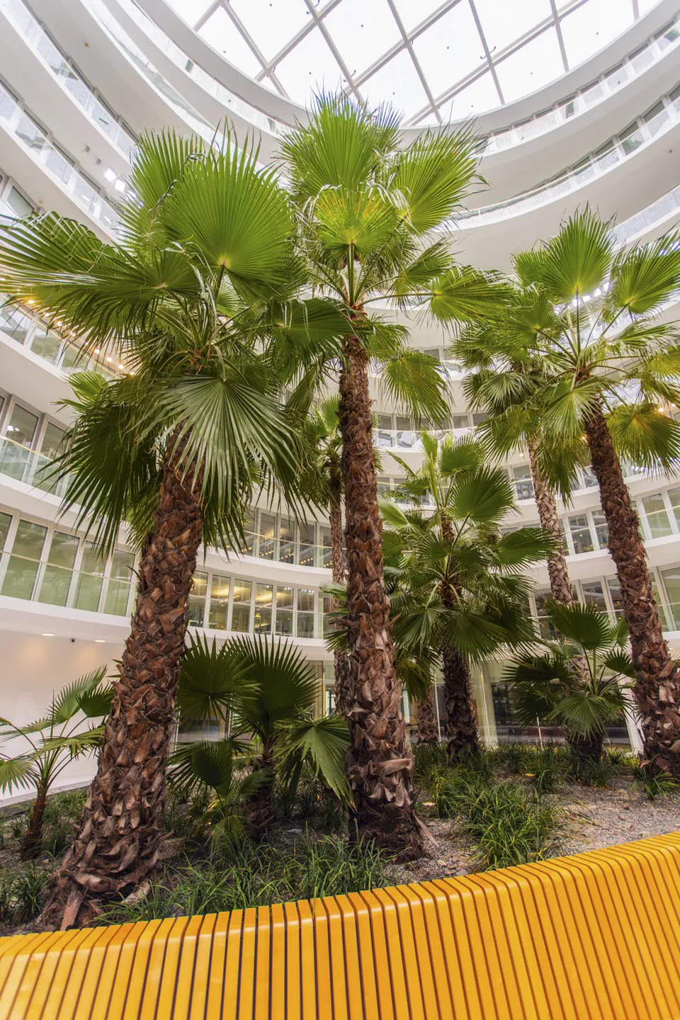 Hohe Palmen in einem lichtdurchfluteten Atrium mit Glasdach, weißen Galerien und geschwungener gelber Holzbank.