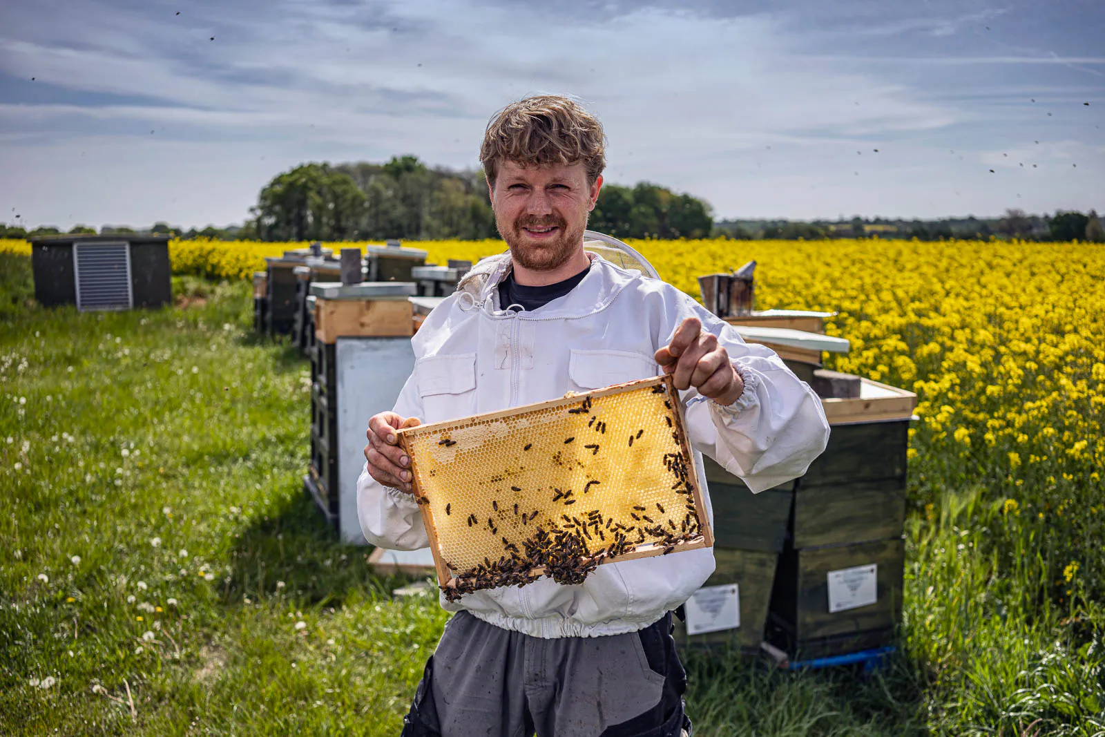 Imker im weißen Schutzanzug hält eine Wabe mit Bienen vor Bienenstöcken am sonnigen Rapsfeld.