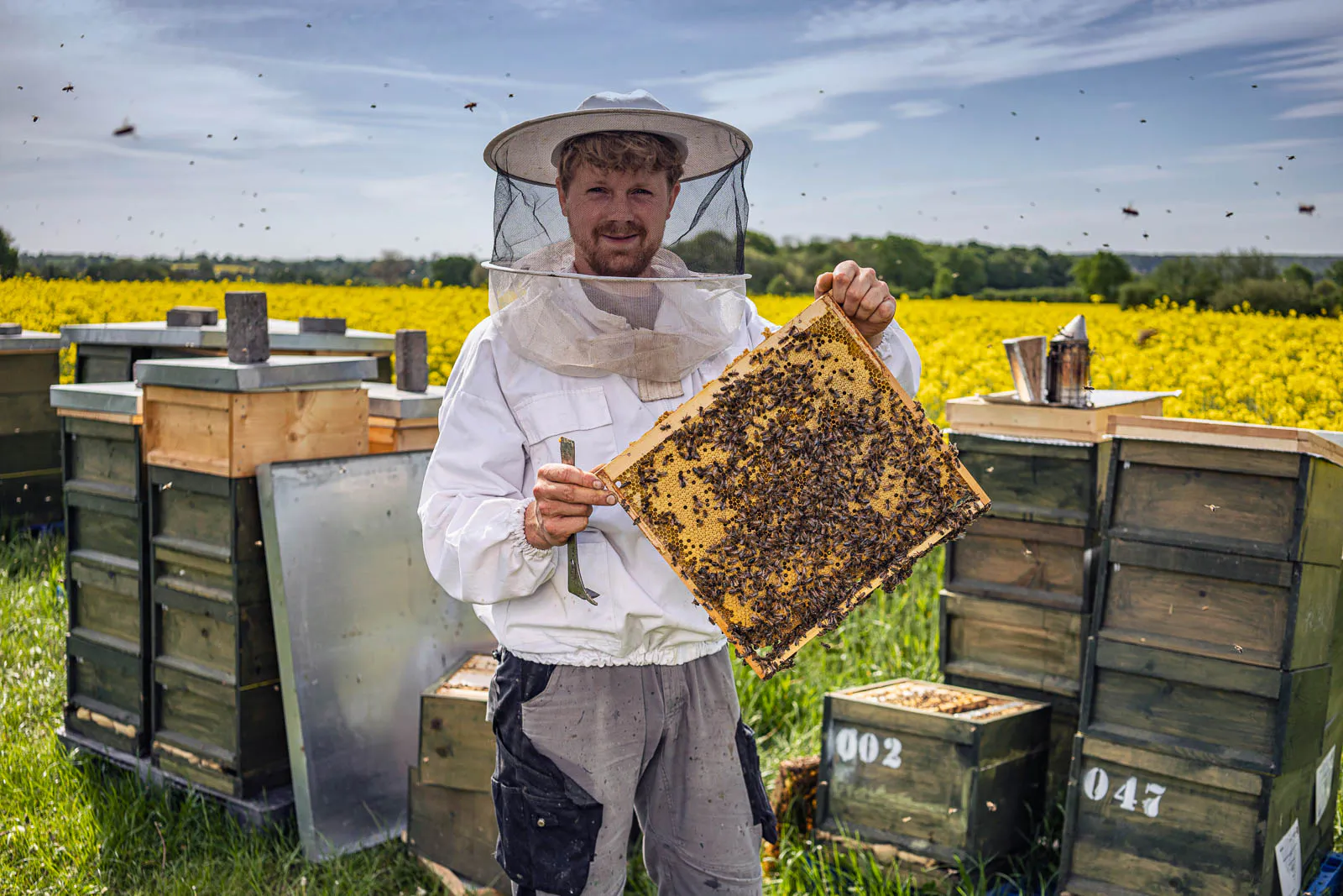 Imker hält eine Wabe voller Bienen zwischen Bienenstöcken vor einem gelben Rapsfeld im Sonnenlicht.